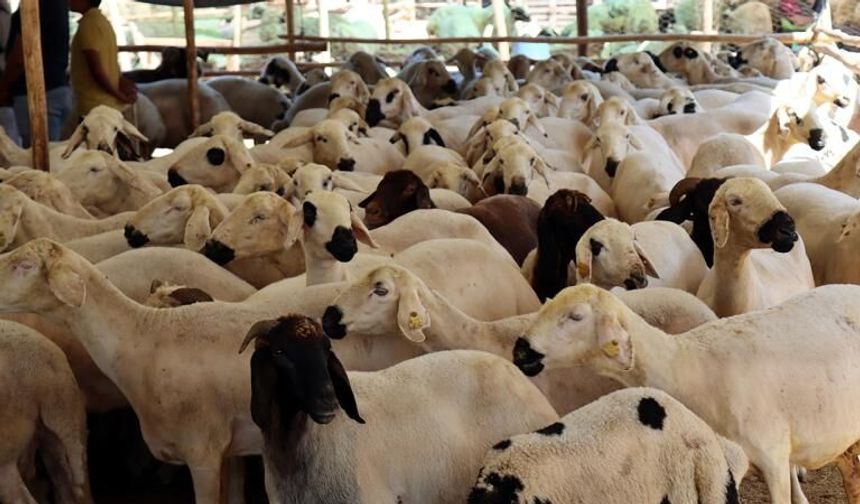 Kurbanlık seçimi, kesimi ve saklaması için dikkat edilmesi gerekenler