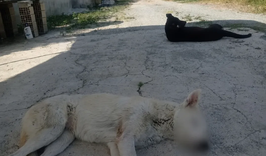 Samandağ’da Zehirlenen Sokak Köpekleri Tepki Çekti