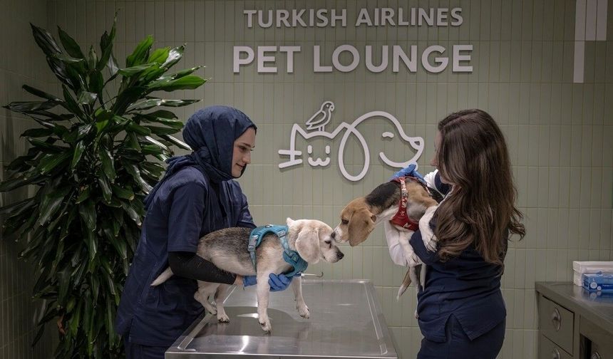 THY'den kargoda taşınabilen evcil hayvanlara İstanbul Havalimanı'nda özel salon hizmeti