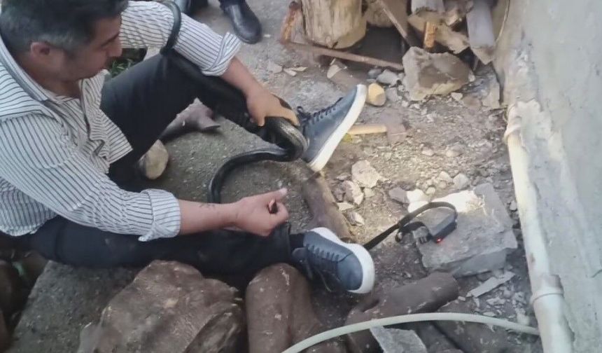 Hatay'da Nefes Kesen Anlar! İki Dev Yılanı Eliyle Yakaladı