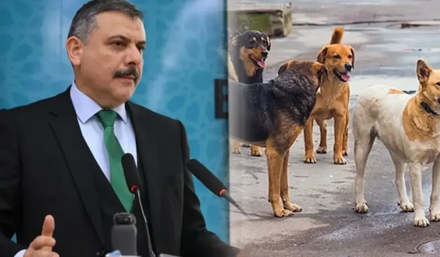 Hatay'da Sokak Köpekleri Toplatılıyor!