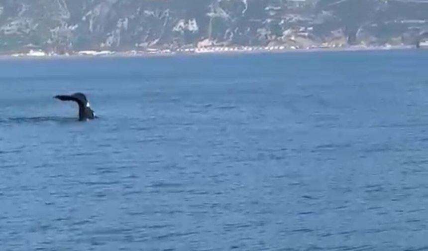 Hatay'dan Sonra Bir Balina Da Fethiye'de Görüldü: Akdeniz'de Neler Oluyor?