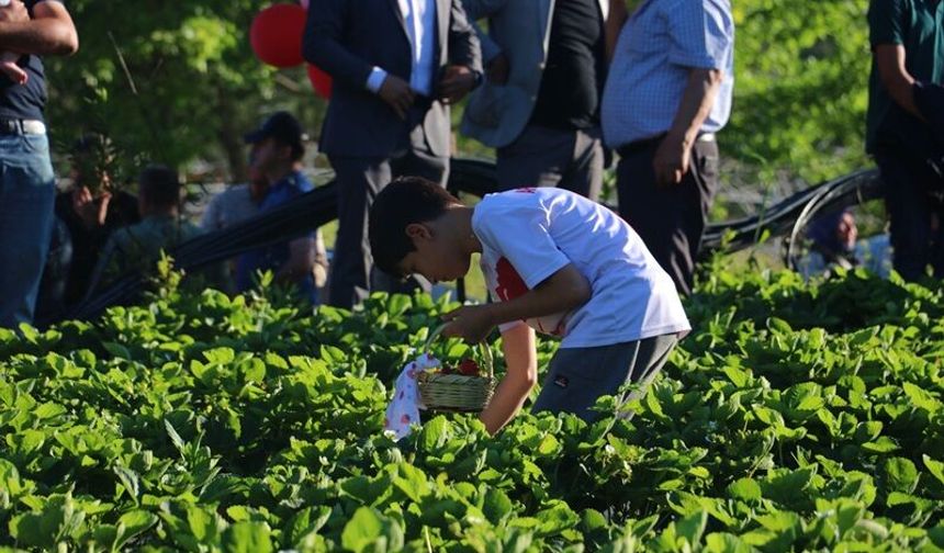 Hatay'da Çilek Üretiminde Rekor Beklentisi: 10 Bin 900 Ton Hedefi