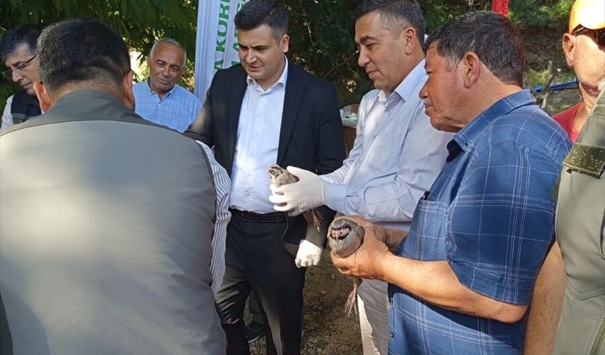 Mersin'de 400 kınalı keklik doğaya bırakıldı
