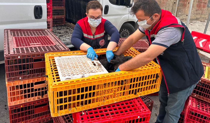Mersin'de kayıt dışı ve menşei belirsiz 5 bin 890 tavuk ele geçirildi