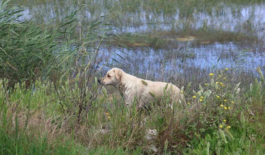 Milleyha Sulak Alanına Yavru Köpekleri Bırakan Şahıslara Ceza Yağdı!