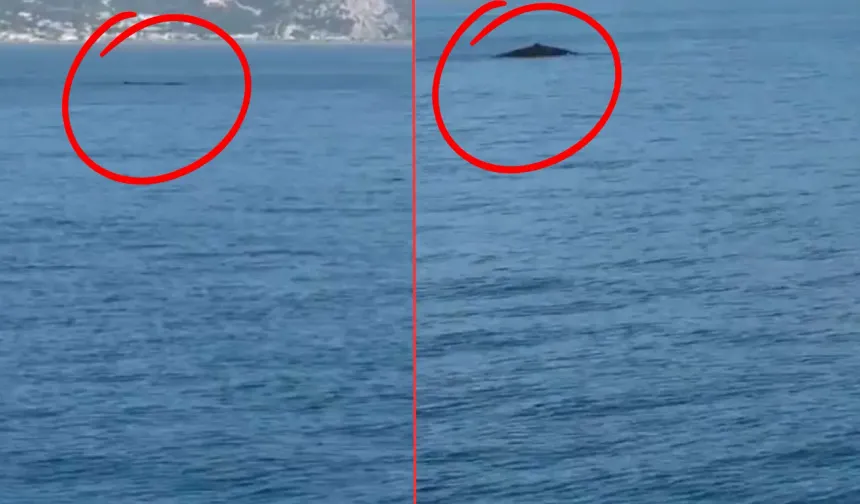 Samandağ Açıklarında Gizemli Deniz Canlısı Görüldü !