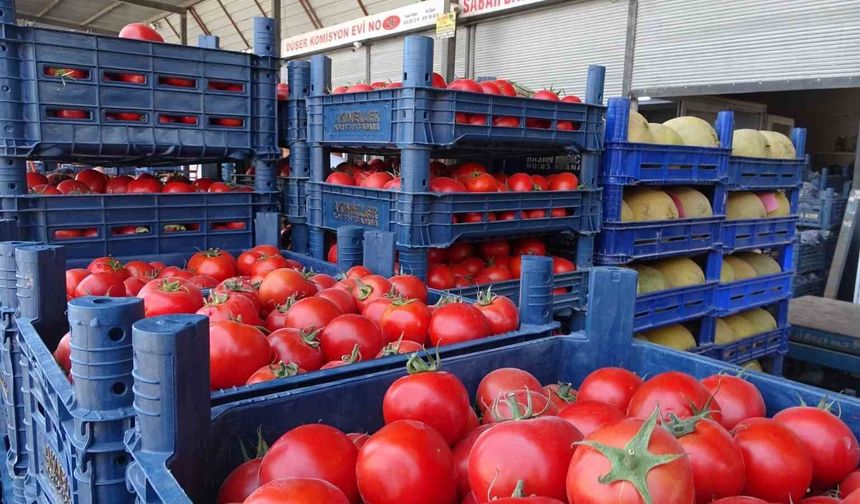 Sebze halindeki domatesin fiyatı 15 TL'ye düştü