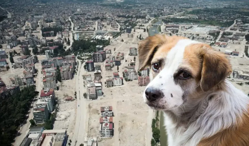 Sokak Köpeklerini Toplatmayan Belediye Başkanlarına Soruşturma ! Hatay'da Ne Olacak ?