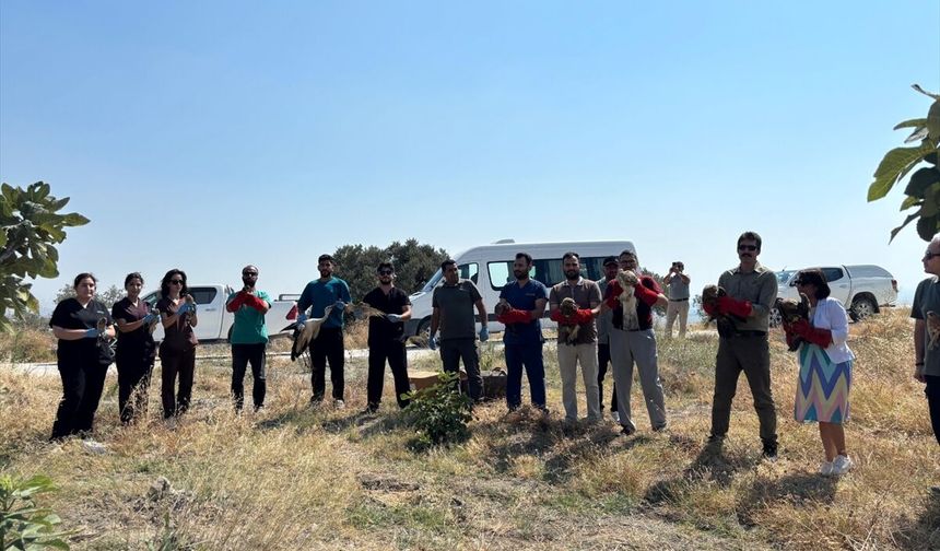 Hatay'da Yaralı Bulunmuşlardı... 18 Kuş Özgürlüğe Kavuştu