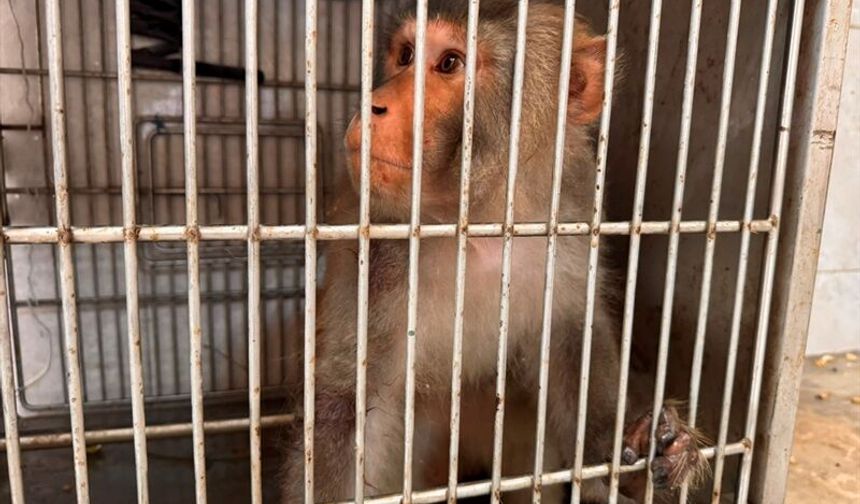 Antakya Sokaklarında Maymun Şaşkınlığı: Bir Kişiyi Yaraladı!