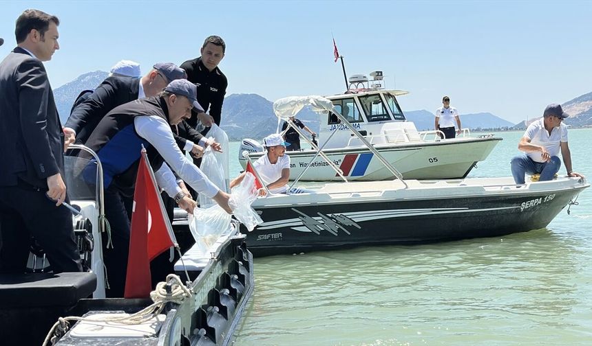 Eğirdir Gölü'ne 100 bin yavru sazan bırakıldı