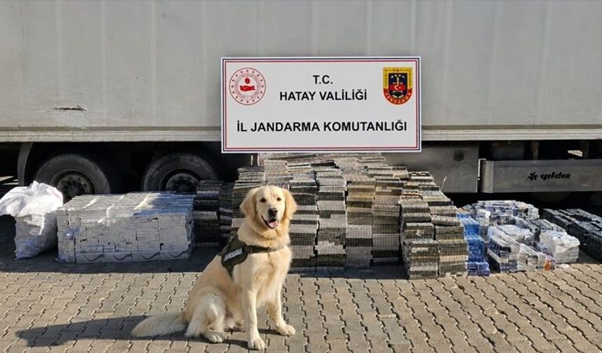 Hatay'da tırda 30 bin paket kaçak sigara ele geçirildi