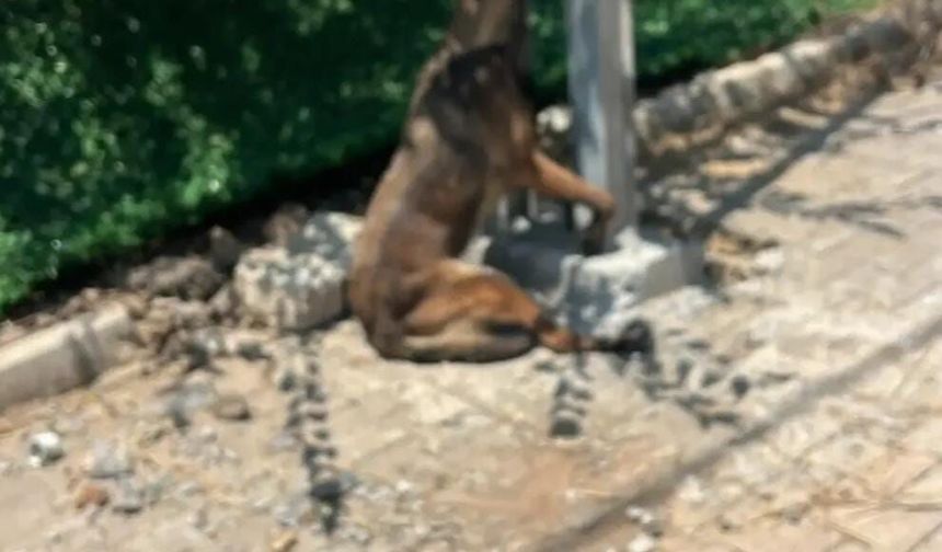 Hatay'da Kan Donduran İddia: Sahipli Köpek Vahşice Öldürüldü