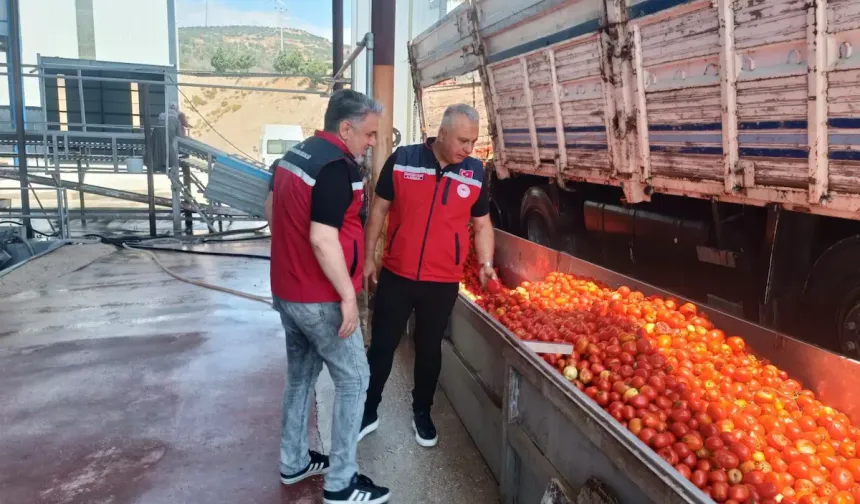 Hatay'da Salça Sezonu Başladı, Üretim Tesislerinde Denetimler Sıkılaştı