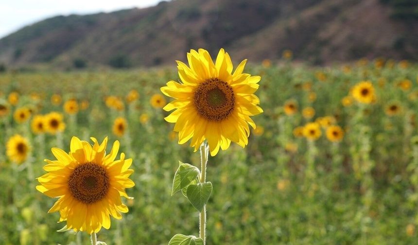 Erzincan'da ayçiçeği ekim alanı iki yılda yüzde 50 arttı