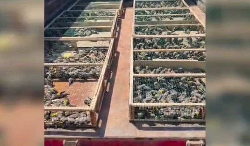 Hatay’da Traktörün Römorkundan 2 Bin 114 Saka Kuşu Çıktı: Rekor Ceza!