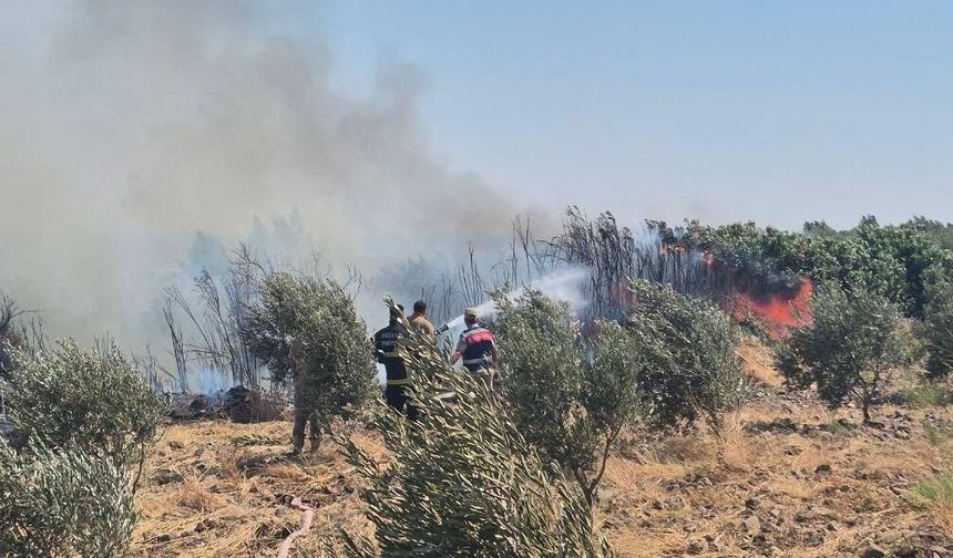 Hatay'da Zeytinlik Alanda Çıkan Yangın Söndürüldü