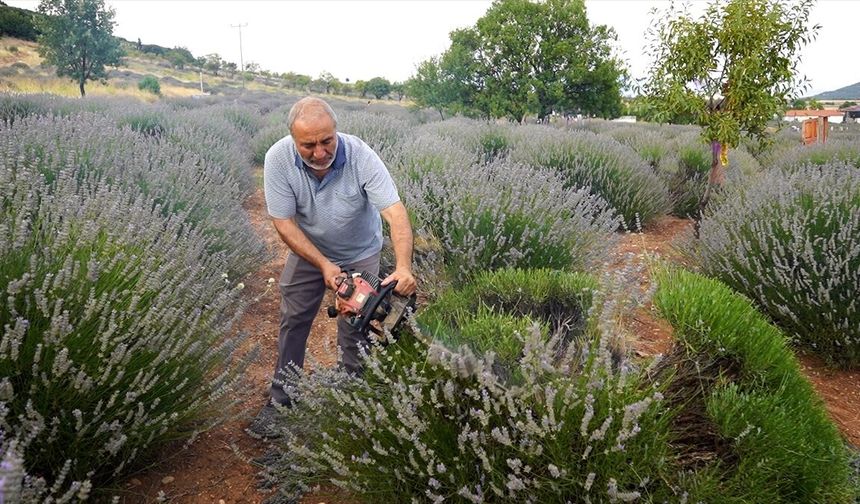 Isparta'da lavanta tarlalarında hasat başladı
