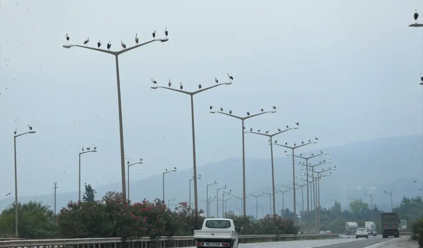 Göç Eden Leylekler Hatay Semalarında Görüntülendi