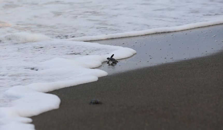 Samandağ Sahilinde Yaşam Yolculuğu: 120 Bin Yavru Akdeniz’e Koşuyor