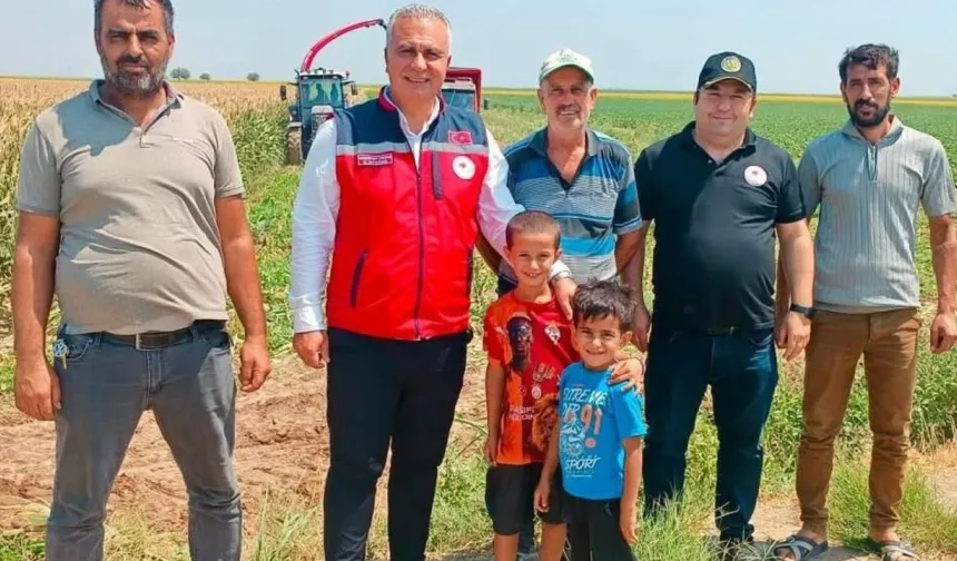 Hatay’da Silajlık Mısır Hasadı Başladı: Verim ve Kalite İncelendi