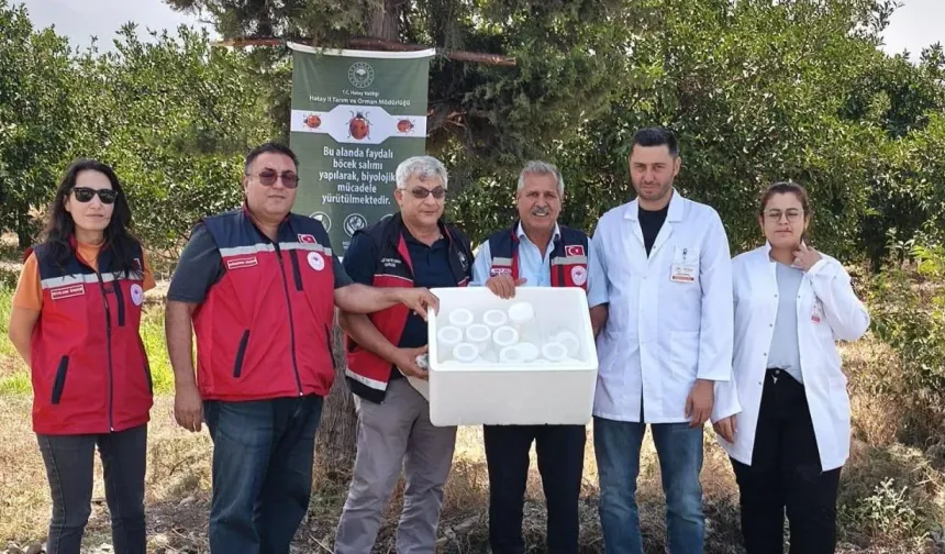 Hatay'da Tarım Arazilerine 57 Bin Faydalı Böcek Bırakıldı!