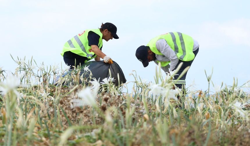 Samandağ Sahili’nde Kum Zambakları ve Kaplumbağalar İçin Temizlik