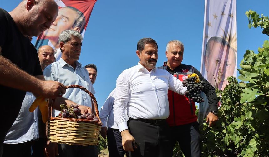Türkiye’nin Üzüm Deposu Hassa’da Hasat Başladı: 85 Bin Ton Bekleniyor!