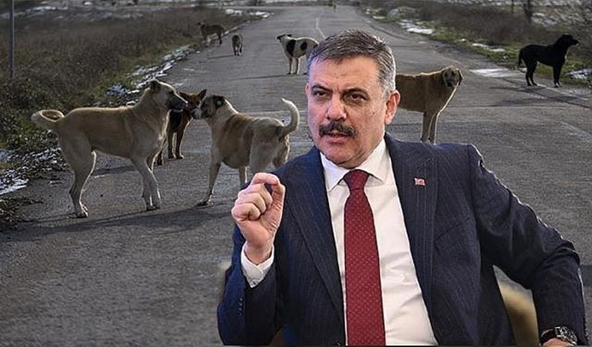 Bakan Çiftçi, “Sokak Köpeklerinin %99,9’unu Topladık” Dedi