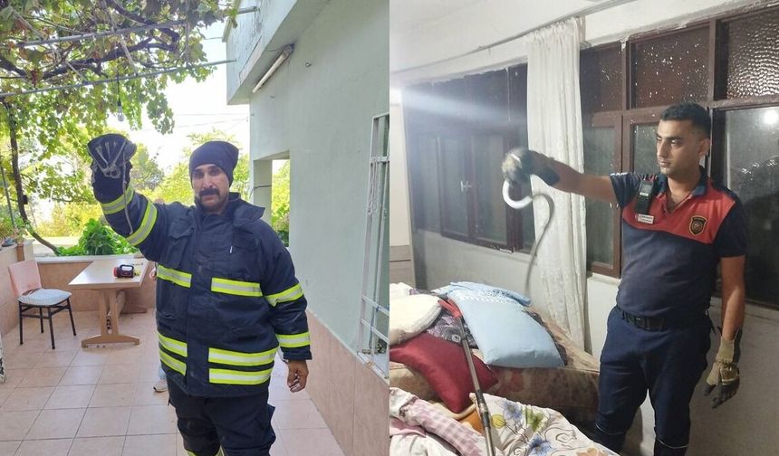 Hatay’da Evin İçinde Yılan! İki İlçede İtfaiye Müdahalesi