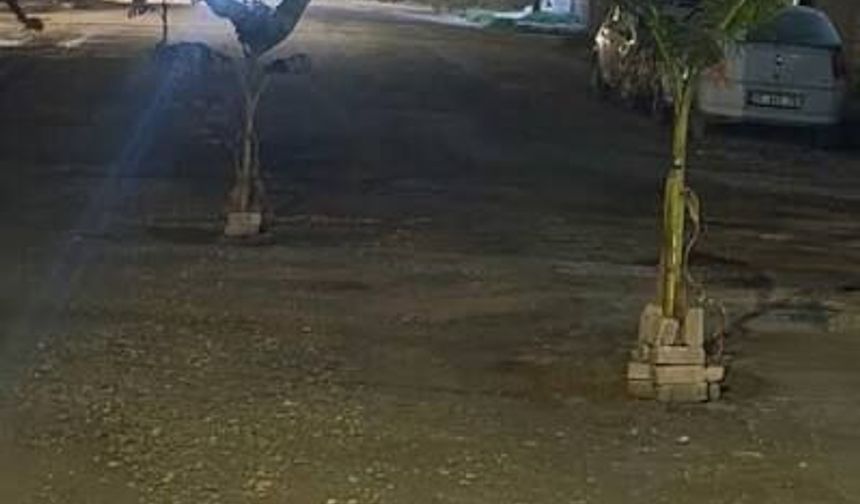 Hatay'da Yapılmayan Yollara Tepki: Muz Ağaçları Dikildi