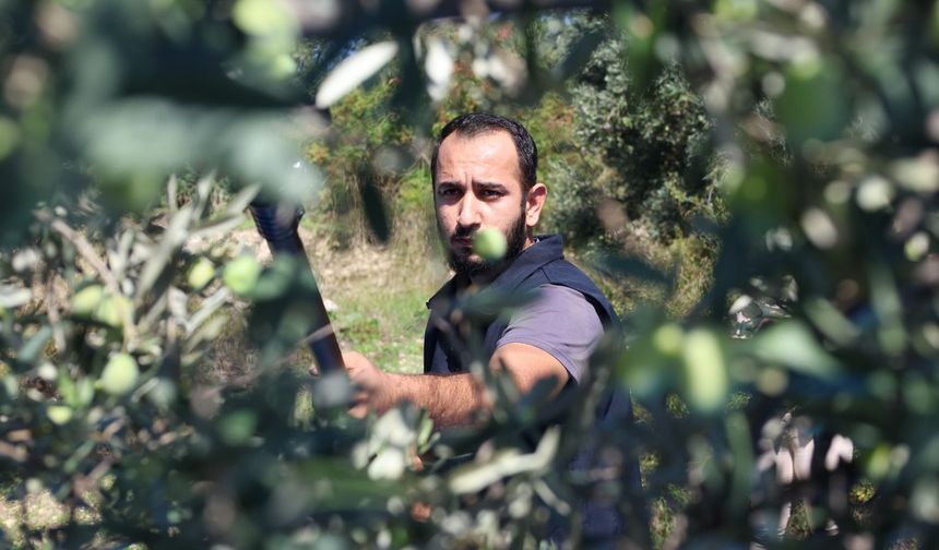 Hatay'da Zeytin Üreticilerine Hasat Desteği: İşte Rakamlar