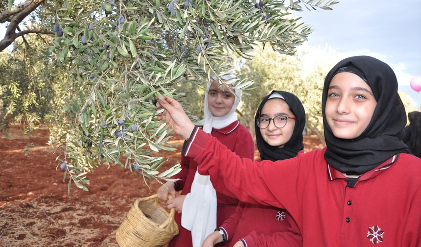 Öğrenciler Barış ve Kardeşlik İçin Zeytin Topladı